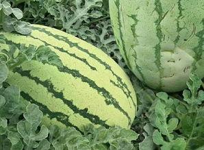 种瓜就有吃的瓜,收获幸福生活的秘诀