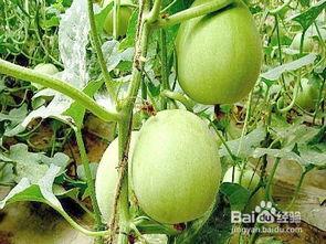 吃瓜秦妇,揭秘古代宫廷中的八卦风云