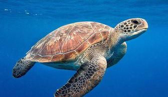 海龟吃哈密瓜,探索它们对哈密瓜的喜爱之谜