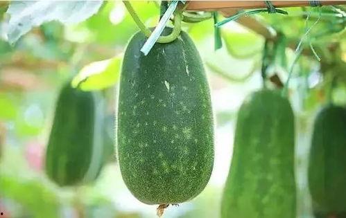 吃瓜到手软,揭秘娱乐圈幕后真相