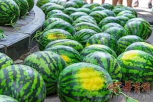 圣华女子学院吃瓜吃瓜,揭秘校园里的“吃瓜”风云