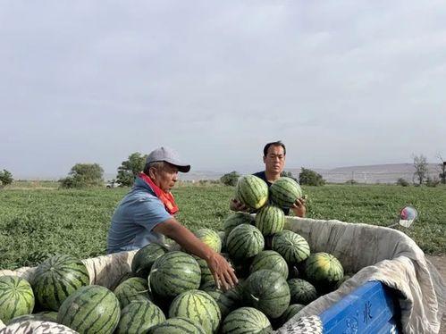 海州区吃瓜,品味夏日甜蜜时光
