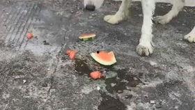 狗狗吃瓜事件