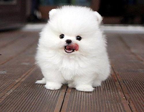 博美吃贝贝瓜怎么吃,轻松喂食指南