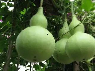 恶心吃瓜,那些让人恶心到吃瓜的幕后真相