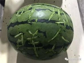 晋江荣誉吃瓜,吃瓜群众眼中的明星风云录